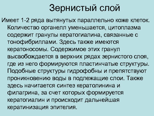 Имеет 1-2 ряда вытянутых параллельно коже клеток. Количество органелл уменьшается, цитоплазма содержит гранулы кератогиалина, связанные с тонофибриллами. Здесь также имеются кератоносомы. Содержимое этих гранул высвобождается в верхних рядах зернистого слоя, где из него формируются пластинчатые структуры. Подобные структуры гидрофобны и препятствуют проникновению воды в подлежащие слои. Также здесь начитается синтез кератолинина и филагрина, за счет которых формируется кератогиалин и происходит дальнейшая кератинизация эпителия. 