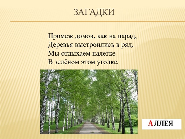 Загадки Промеж домов, как на парад, Деревья выстроились в ряд. Мы отдыхаем налегке В зелёном этом уголке. 