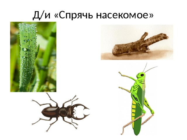 Д/и «Спрячь насекомое» 