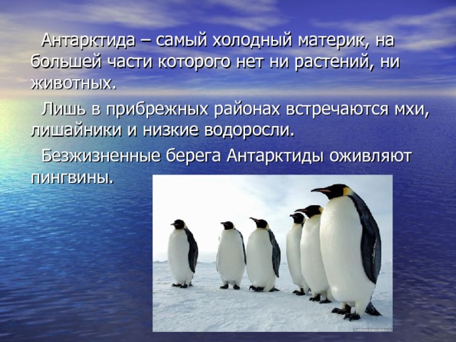  Антарктида – самый холодный материк, на большей части которого нет ни растений, ни животных.  Лишь в прибрежных районах встречаются мхи, лишайники и низкие водоросли.  Безжизненные берега Антарктиды оживляют пингвины. 