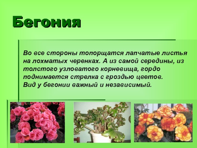 Бегония Во все стороны топорщатся лапчатые листья на лохматых черенках. А из самой середины, из толстого узловатого корневища, гордо поднимается стрелка с гроздью цветов. Вид у бегонии важный и независимый. 