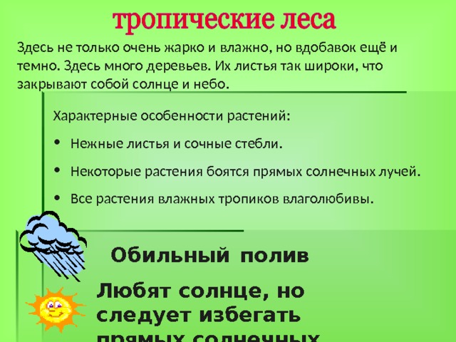 Здесь не только очень жарко и влажно, но вдобавок ещё и темно. Здесь много деревьев. Их листья так широки, что закрывают собой солнце и небо. Характерные особенности растений: Нежные листья и сочные стебли. Некоторые растения боятся прямых солнечных лучей. Все растения влажных тропиков влаголюбивы. Обильный  полив Любят солнце, но следует избегать прямых солнечных лучей 