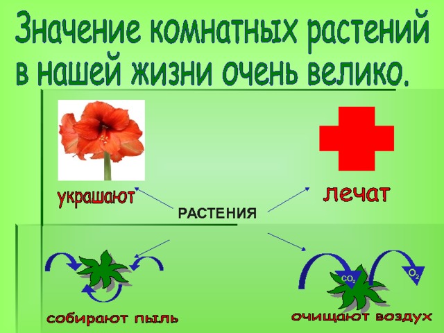 Проект роль комнатных растений в жизни человека