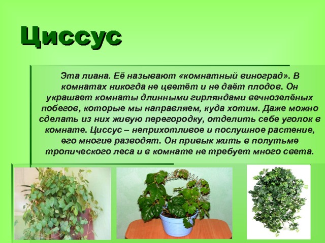 Циссус Эта лиана. Её называют «комнатный виноград». В комнатах никогда не цветёт и не даёт плодов. Он украшает комнаты длинными гирляндами вечнозелёных побегов, которые мы направляем, куда хотим. Даже можно сделать из них живую перегородку, отделить себе уголок в комнате. Циссус – неприхотливое и послушное растение, его многие разводят. Он привык жить в полутьме тропического леса и в комнате не требует много света. 