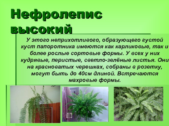 Нефролепис  высокий У этого неприхотливого, образующего густой куст папоротника имеются как карликовые, так и более рослые сортовые формы. У всех у них кудрявые, перистые, светло-зелёные листья. Они на красноватых черешках, собраны в розетку, могут быть до 40см длиной. Встречаются махровые формы. 