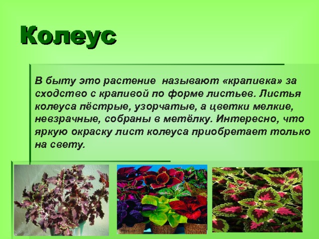 Колеус В быту это растение называют «крапивка» за сходство с крапивой по форме листьев. Листья колеуса пёстрые, узорчатые, а цветки мелкие, невзрачные, собраны в метёлку. Интересно, что яркую окраску лист колеуса приобретает только на свету. 