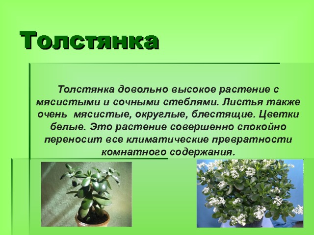 Толстянка Толстянка довольно высокое растение с мясистыми и сочными стеблями. Листья также очень мясистые, округлые, блестящие. Цветки белые. Это растение совершенно спокойно переносит все климатические превратности комнатного содержания. 