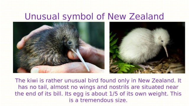 Unusual symbol of New Zealand The kiwi is rather unusual bird found only in New Zealand. It has no tail, almost no wings and nostrils are situated near the end of its bill. Its egg is about 1/5 of its own weight. This is a tremendous size. 