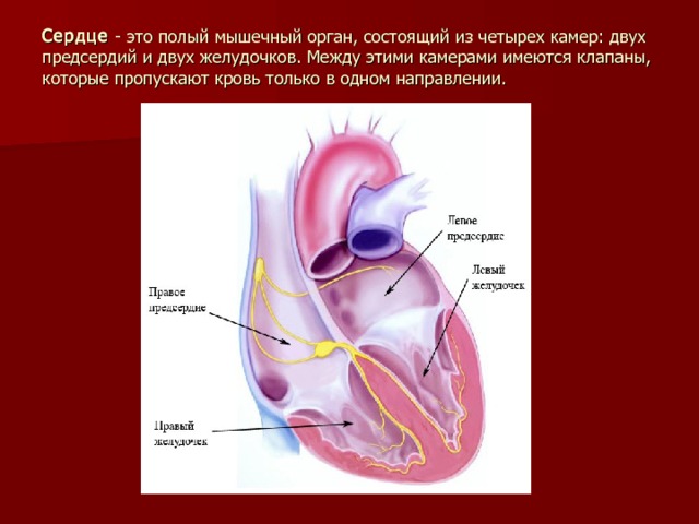 Сердце - это полый мышечный орган, состоящий из четырех камер: двух предсердий и двух желудочков. Между этими камерами имеются клапаны, которые пропускают кровь только в одном направлении. 