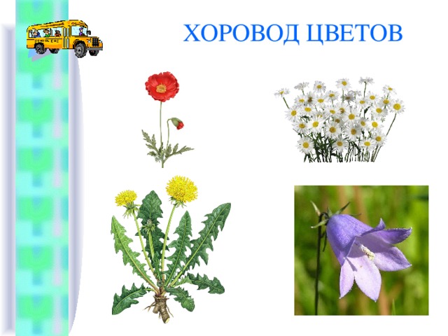 ХОРОВОД ЦВЕТОВ