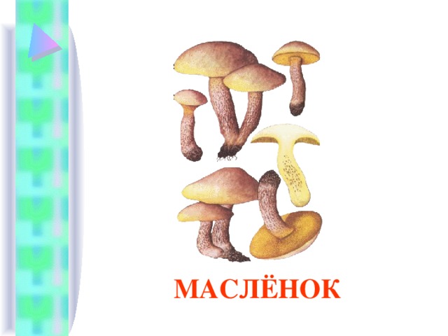 МАСЛЁНОК