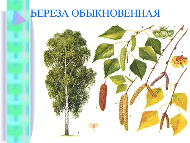 БЕРЕЗА ОБЫКНОВЕННАЯ