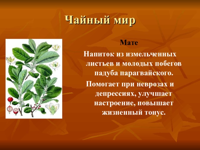 Мате  Напиток из измельченных листьев и молодых побегов падуба парагвайского. Помогает при неврозах и депрессиях, улучшает настроение, повышает жизненный тонус. 