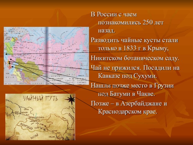 В России с чаем познакомились 250 лет назад. Разводить чайные кусты стали только в 1833 г в Крыму, Никитском ботаническом саду. Чай не прижился. Посадили на Кавказе под Сухуми. Нашли позже место в Грузии под Батуми в Чакве. Позже – в Азербайджане и Краснодарском крае. 