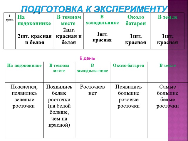 1 день На подоконнике  2шт. красная и белая В темном месте В холодильнике 2шт. красная и белая  1шт. красная Около батареи  1шт. красная В земле   1шт. красная 6 день На подоконнике  Позеленел, появились зеленые росточки В темном месте Появились белые росточки (на белой больше, чем на красной) В холодиль - нике Росточков нет Около батареи В земле Появились большие розовые росточки Самые большие белые росточки 