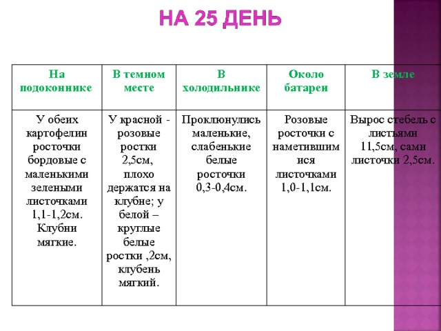 На подоконнике  У обеих картофелин росточки бордовые с маленькими зелеными листочками 1,1-1,2см. Клубни мягкие. В темном месте В холодильнике У красной - розовые ростки 2,5см, плохо держатся на клубне; у белой – круглые белые ростки ,2см, клубень мягкий. Проклюнулись маленькие, слабенькие белые росточки 0,3-0,4см. Около батареи Розовые росточки с наметившимися листочками 1,0-1,1см. В земле Вырос стебель с листьями 11,5см, сами листочки 2,5см. 