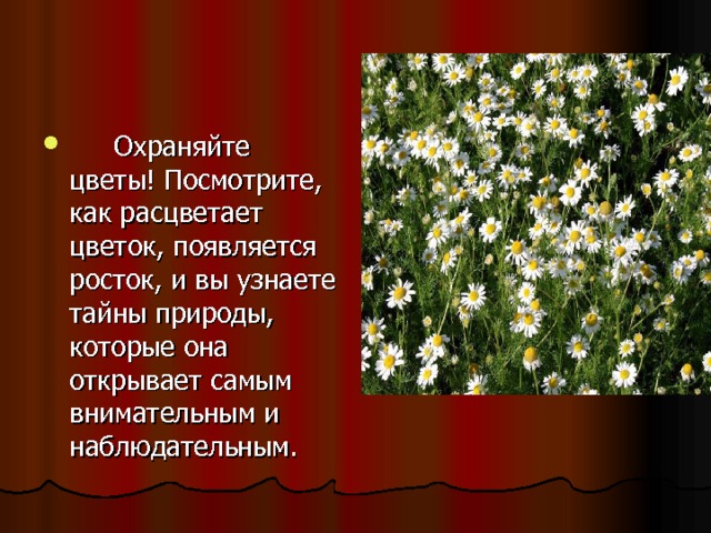  Охраняйте цветы! Посмотрите, как расцветает цветок, появляется росток, и вы узнаете тайны природы, которые она открывает самым внимательным и наблюдательным.   