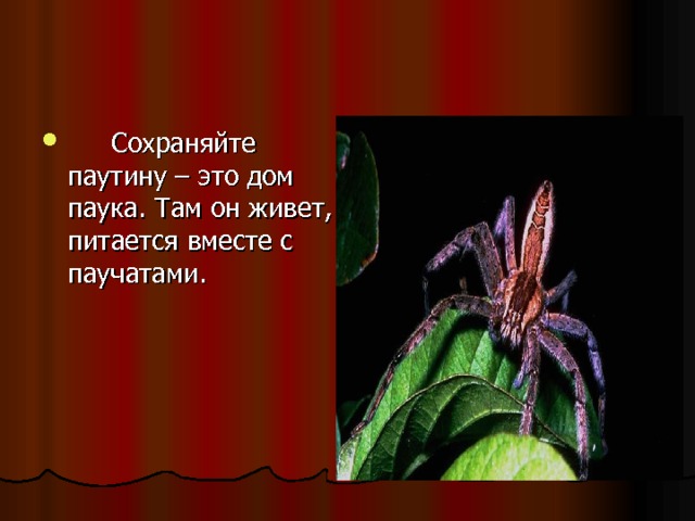  Сохраняйте паутину – это дом паука. Там он живет, питается вместе с паучатами.   