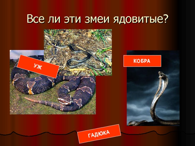 УЖ ГАДЮКА Все ли эти змеи ядовитые? КОБРА  