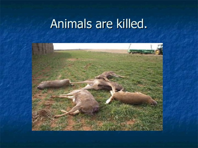 Animals are killed. 
