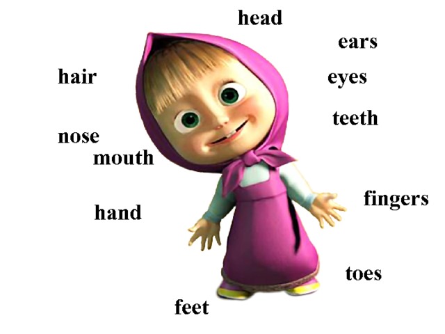  head ears eyes hair teeth nose mouth fingers hand toes feet 