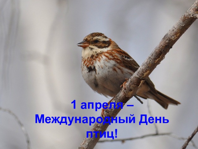 1 апреля – Международный День птиц!  
