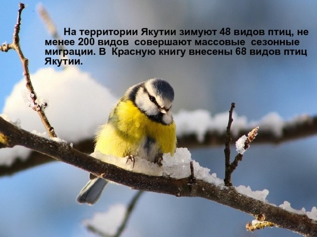 .  На территории Якутии зимуют 48 видов птиц, не менее 200 видов совершают массовые сезонные миграции. В Красную книгу внесены 68 видов птиц Якутии. 