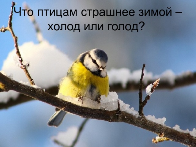 Что птицам страшнее зимой – холод или голод? 