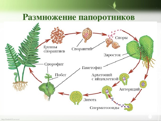 Размножение папоротников