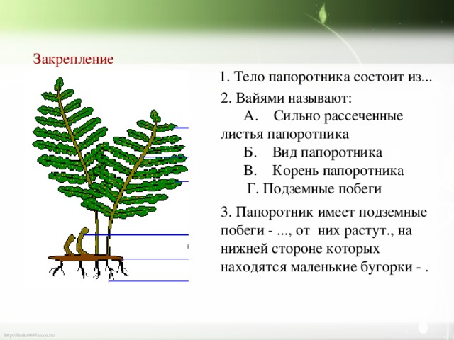 Характеристики корня папоротника