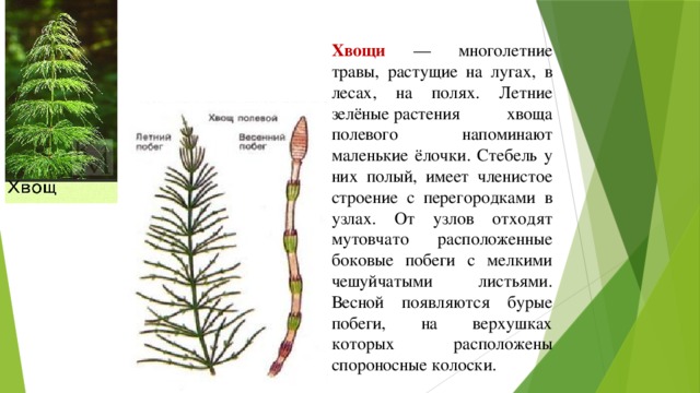 Хвощи — многолетние травы, растущие на лугах, в лесах, на полях. Летние зелёные растения  хвоща полевого напоминают маленькие ёлочки. Стебель у них полый, имеет членистое строение с перегородками в узлах. От узлов отходят мутовчато расположенные боковые побеги с мелкими чешуйчатыми листьями. Весной появляются бурые побеги, на верхушках которых расположены спороносные колоски.