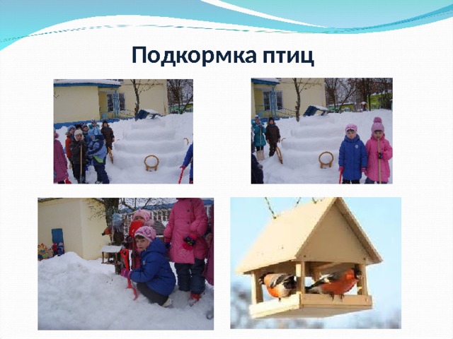 Подкормка птиц  