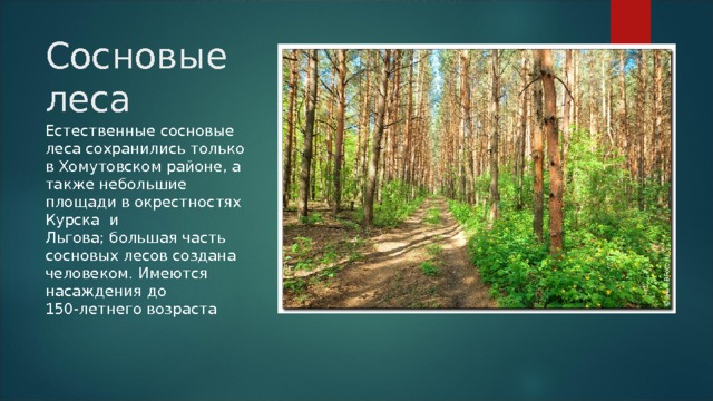 Сосновые леса Естественные сосновые леса сохранились только в Хомутовском районе, а также небольшие площади в окрестностях Курска и  Льгова; большая часть сосновых лесов создана человеком. Имеются насаждения до 150-летнего возраста 