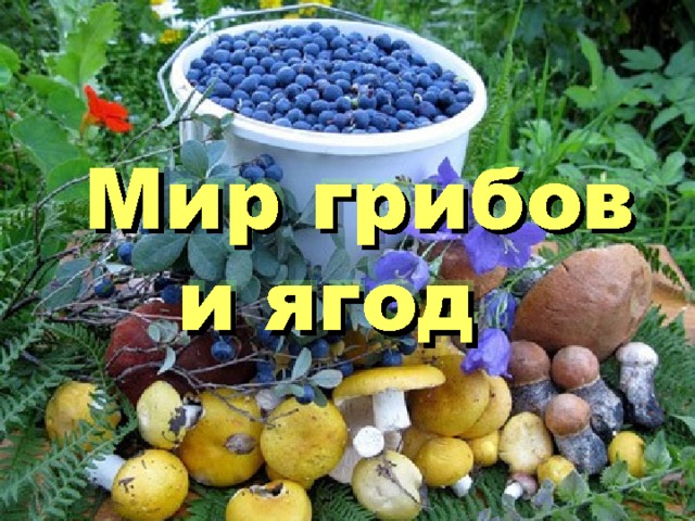  Мир грибов  и ягод 
