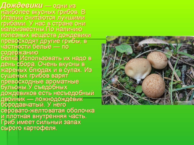  Дождевики  — одни из наиболее вкусных грибов. В Италии считаются лучшими грибами. У нас в стране они малоизвестны.По наличию полезных веществ дождевики превосходят другие грибы, в частности белые — по содержанию белка.Использовать их надо в день сбора. Очень вкусны в жареных блюдах и в супах. Из сушеных грибов варят превосходные ароматные бульоны.У съедобных дождевиков есть несъедобный двойник — ложнодождевик бородавчатый. У него серовато-желтоватая оболочка и плотная внутренняя часть. Гриб имеет сильный запах сырого картофеля. 
