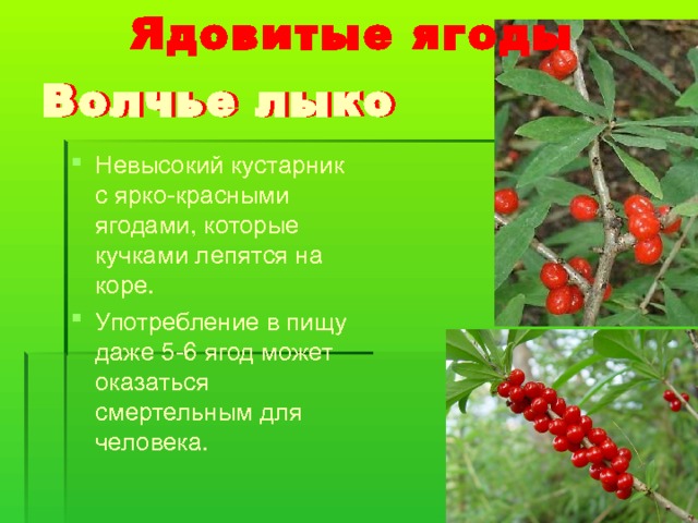  Ядовитые ягоды Невысокий кустарник с ярко-красными ягодами, которые кучками лепятся на коре. Употребление в пищу даже 5-6 ягод может оказаться смертельным для человека. 