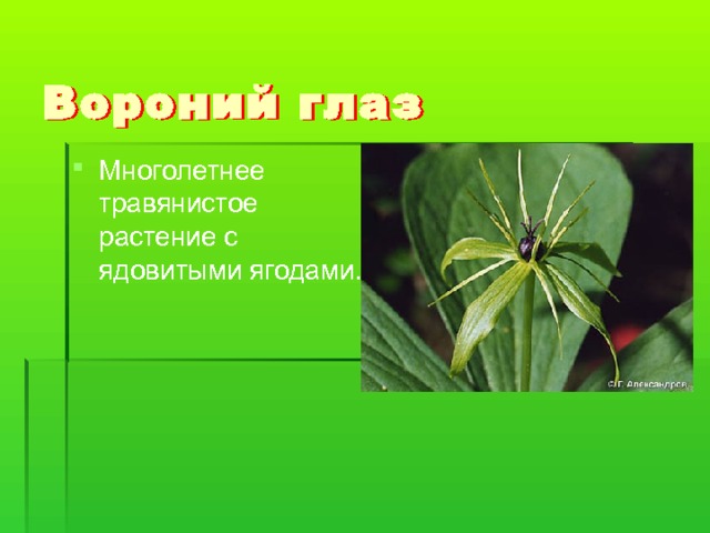 Многолетнее травянистое растение с ядовитыми ягодами. 