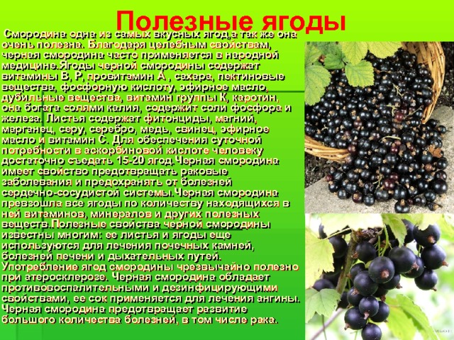  Полезные ягоды  Смородина одна из самых вкусных ягод,а так же она очень полезна. Благодаря целебным свойствам, черная смородина часто применяется в народной медицине.Ягоды черной смородины содержат витамины В, Р, провитамин А , сахара, пектиновые вещества, фосфорную кислоту, эфирное масло, дубильные вещества, витамин группы К, каротин, она богата солями калия, содержит соли фосфора и железа. Листья содержат фитонциды, магний, марганец, серу, серебро, медь, свинец, эфирное масло и витамин С. Для обеспечения суточной потребности в аскорбиновой кислоте человеку достаточно съедать 15-20 ягод.Черная смородина имеет свойство предотвращать раковые заболевания и предохранять от болезней сердечно-сосудистой системы.Черная смородина превзошла все ягоды по количеству находящихся в ней витаминов, минералов и других полезных веществ.Полезные свойства черной смородины известны многим: ее листья и ягоды еще используются для лечения почечных камней, болезней печени и дыхательных путей. Употребление ягод смородины чрезвычайно полезно при атеросклерозе. Черная смородина обладает противовоспалительными и дезинфицирующими свойствами, ее сок применяется для лечения ангины. Черная смородина предотвращает развитие большого количества болезней, в том числе рака. 