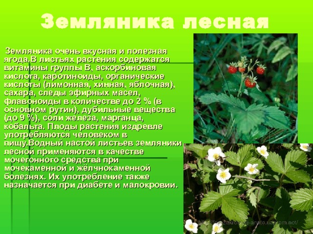  Земляника очень вкусная и полезная ягода.В листьях растения содержатся витамины группы B, аскорбиновая кислота, каротиноиды, органические кислоты (лимонная, хинная, яблочная), сахара, следы эфирных масел, флавоноиды в количестве до 2 % (в основном рутин), дубильные вещества (до 9 %), соли железа, марганца, кобальта. Плоды растения издревле употребляются человеком в пищу.Водный настой листьев земляники лесной применяются в качестве мочегонного средства при мочекаменной и жёлчнокаменной болезнях. Их употребление также назначается при диабете и малокровии. 