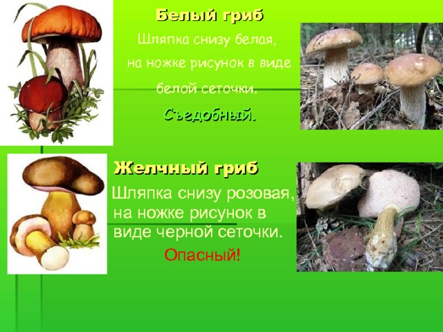 Белый гриб Шляпка снизу белая, на ножке рисунок в виде белой сеточки.  Съедобный.  Желчный гриб  Шляпка снизу розовая, на ножке рисунок в виде черной сеточки.   Опасный! 
