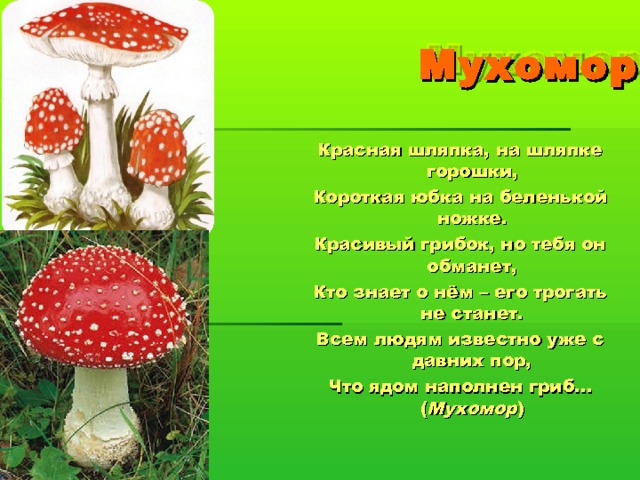  Мухомор Красная шляпка, на шляпке горошки, Короткая юбка на беленькой ножке. Красивый грибок, но тебя он обманет, Кто знает о нём – его трогать не станет. Всем людям известно уже с давних пор, Что ядом наполнен гриб…( Мухомор ) 