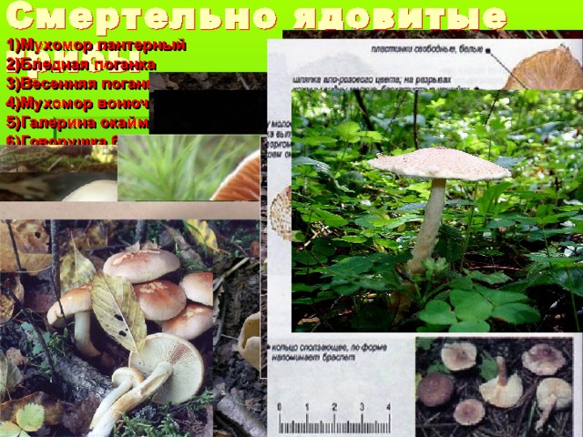 1)Мухомор пантерный 2)Бледная поганка 3)Весенняя поганка 4)Мухомор вонючий 5)Галерина окаймленная 6)Говорушка беловатая 7)Паутинник горный 8)Паутинник красивейший 9)Ложноопёнок серно-жёлтый 10)Ложноопёнок кирпично-красный 11)Род Лопастник, или Гельвелла 12)Энтолома ядовитая 13)Энтолома продавленная 14)Волоконница Патуйяра 15)Зонтик шероховатый 16)Зонтик коричнево-красный 17)Зонтик каштановый 18)Зонтик щитовидный 19)Зонтик гребенчатый 20)Зонтик мясисто-красноватый 21)Чешуйница вздутоспоровая 