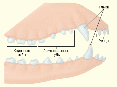 Зубы резцы где находятся фото