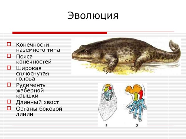 Эволюция Конечности наземного типа Пояса конечностей Широкая сплюснутая голова Рудименты жаберной крышки Длинный хвост Органы боковой линии 