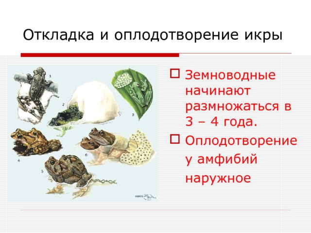 Откладка и оплодотворение икры Земноводные начинают размножаться в 3 – 4 года. Оплодотворение  у амфибий  наружное 