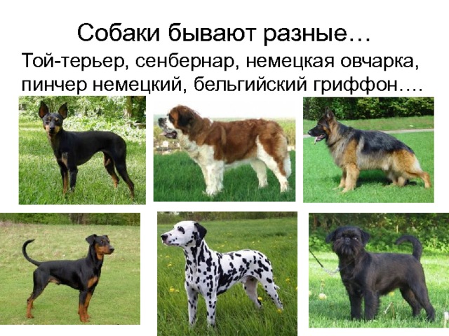 Собаки бывают разные…  Той-терьер, сенбернар, немецкая овчарка, пинчер немецкий, бельгийский гриффон…. 