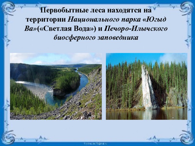 Первобытные леса находятся на территории  Национального парка «Югыд Ва» («Светлая Вода») и  Печоро-Илычского биосферного заповедника 