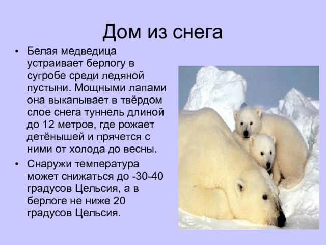 Дом из снега Белая медведица устраивает берлогу в сугробе среди ледяной пустыни. Мощными лапами она выкапывает в твёрдом слое снега туннель длиной до 12 метров, где рожает детёнышей и прячется с ними от холода до весны. Снаружи температура может снижаться до -30-40 градусов Цельсия, а в берлоге не ниже 20 градусов Цельсия.  