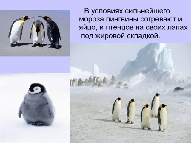  В условиях сильнейшего мороза пингвины согревают и яйцо, и птенцов на своих лапах под жировой складкой.  
