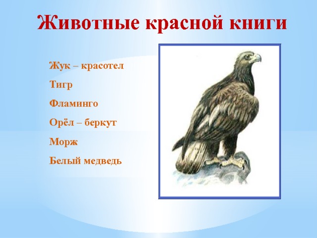 Животные красной книги Жук – красотел Тигр Фламинго Орёл – беркут Морж Белый медведь Пингвин - дронт  Пингвин - дронт 